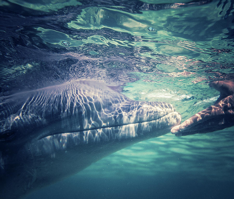 Dolphin Photograph by Thepalmer Dolphin Photograph by Thepalmer