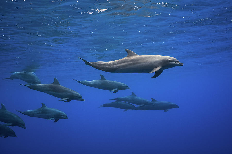 Dolphins #1 Photograph by Barathieu Gabriel