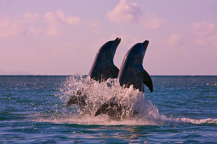 Wildlife Photograph - Dolphins Leaping From Sea, Roatan #1 by Keren Su