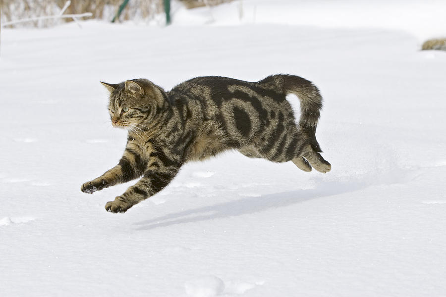Domestic Cat Felis Catus Male Running #2 Photograph by Konrad Wothe