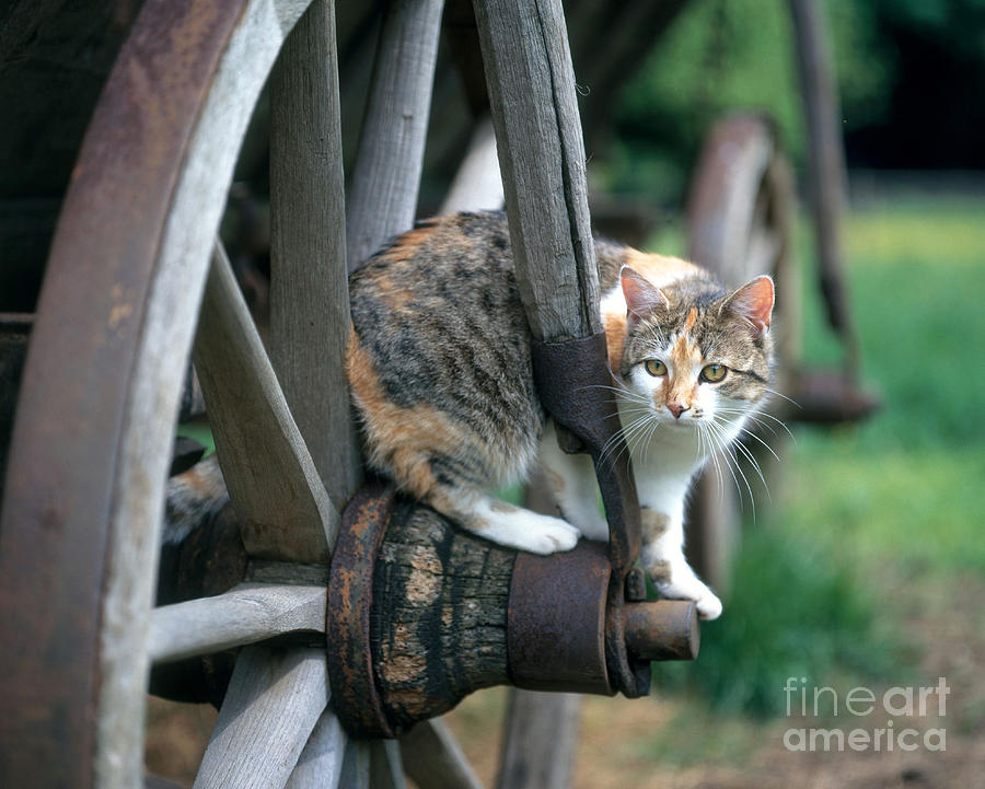 Domestic Cat #1 Photograph by Hans Reinhard