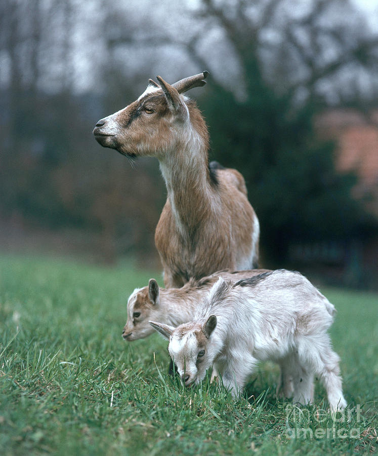 Nature Photograph - Domestic Goat With Young #1 by Hans Reinhard