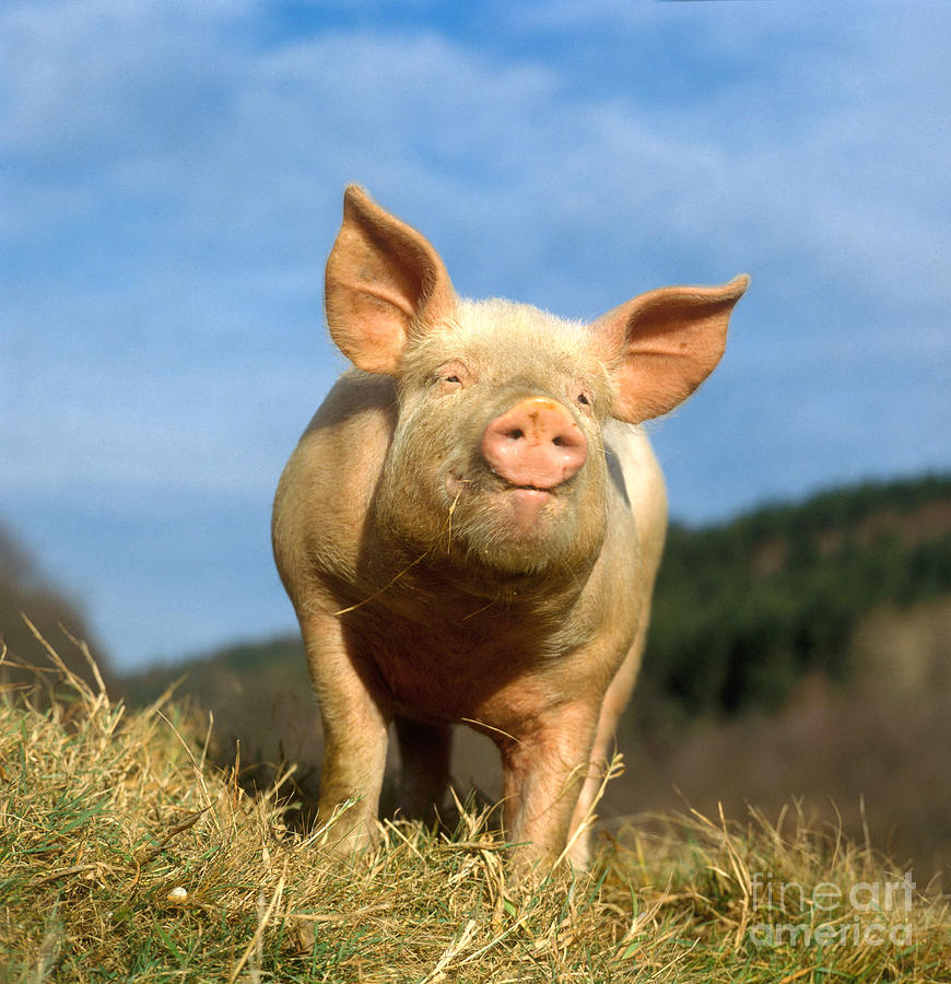 Pig Photograph - Domestic Pig #1 by Hans Reinhard 