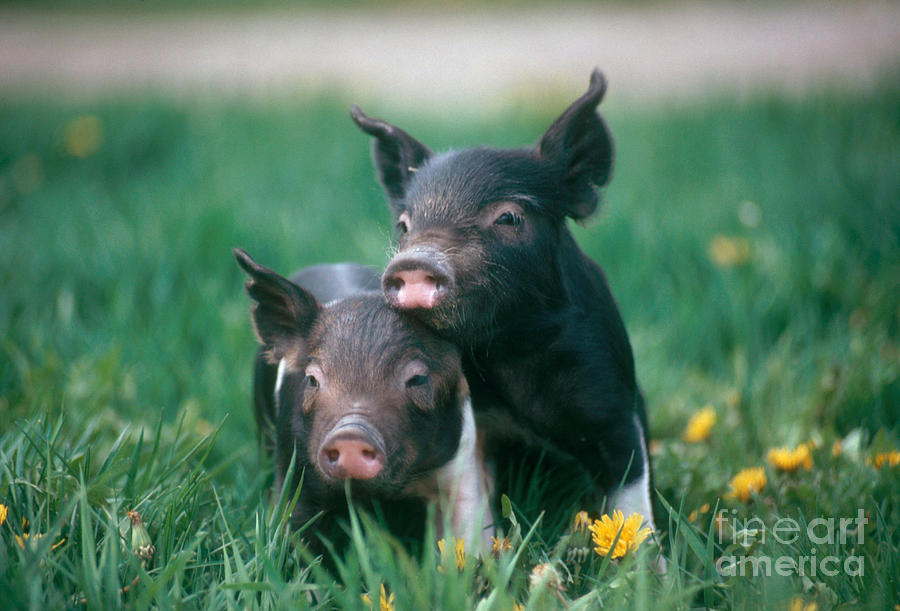 Nature Photograph - Domestic Piglets #1 by Alan Carey