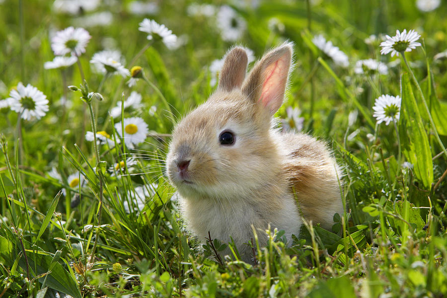 Domestic Rabbit #1 Photograph by M. Watson