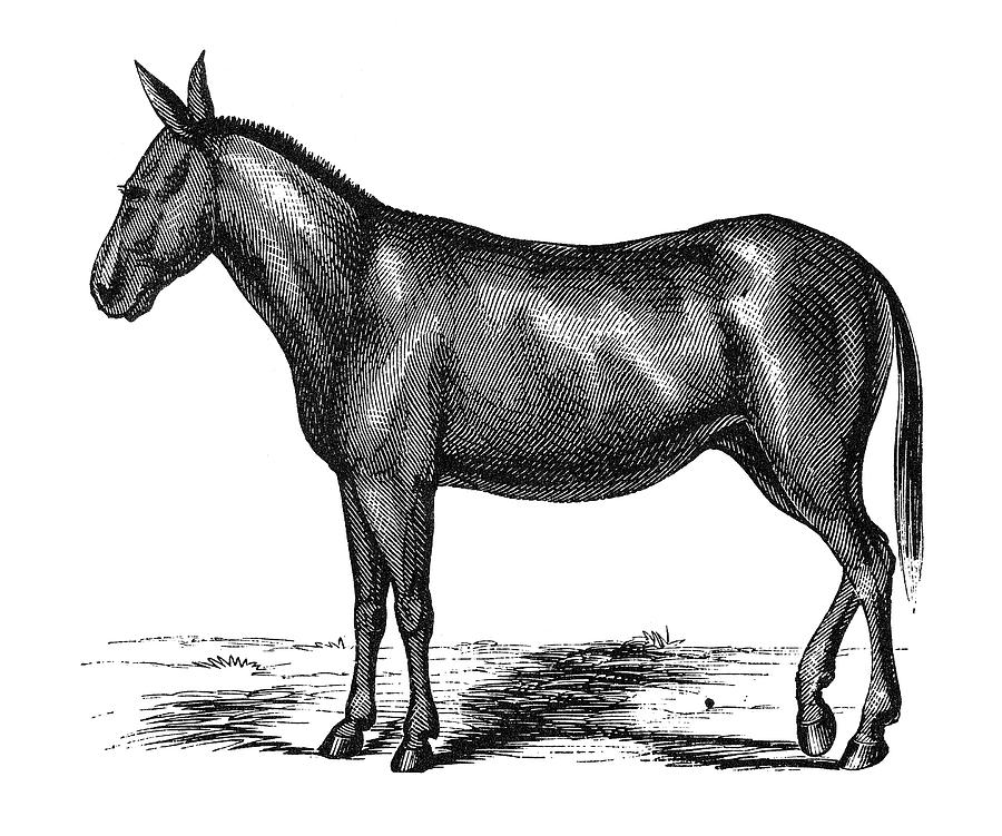 Donkey, 19th Century #1 Painting by Granger