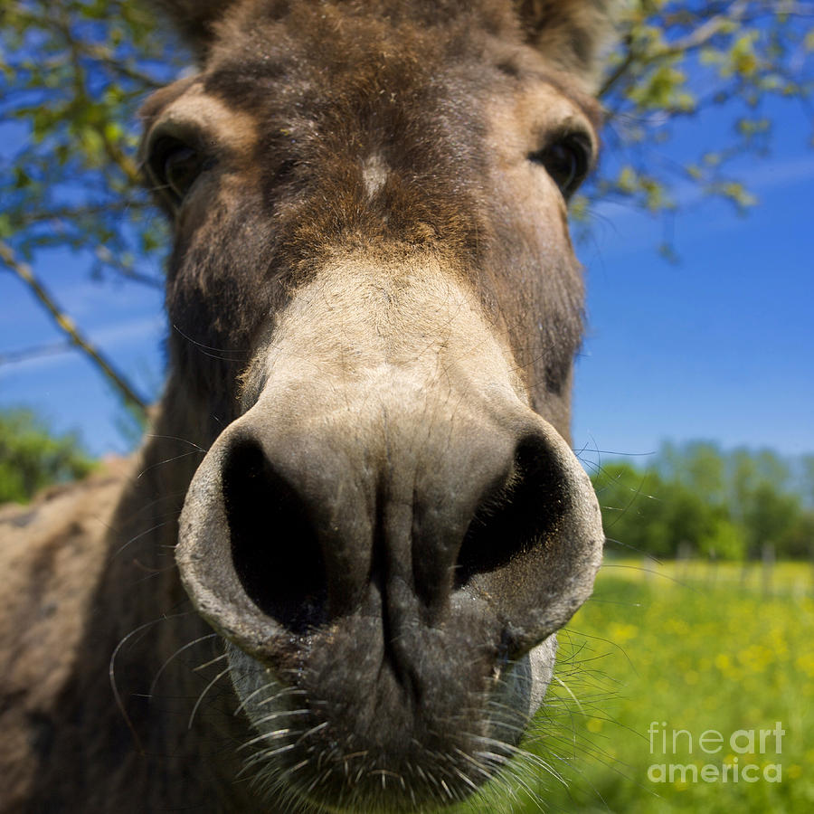Wildlife Photograph - Donkey #1 by Bernard Jaubert