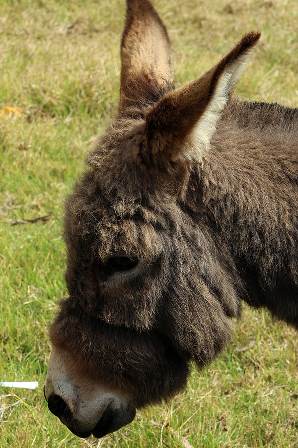 Donkey Head Photograph by Robert Hamm | Fine Art America