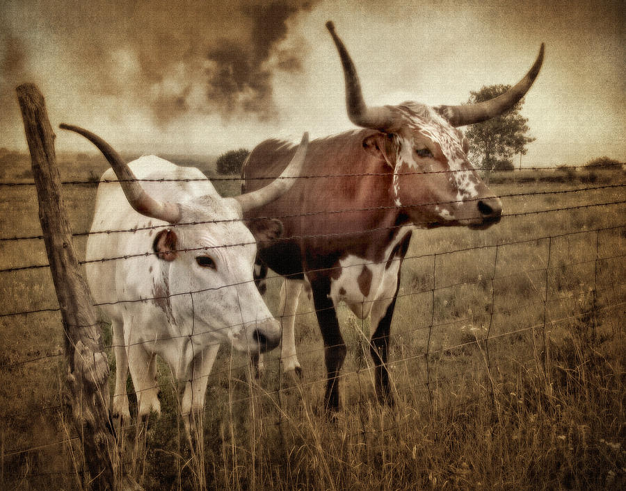 Animal Photograph - Texas Longhorns in Sepia by David and Carol Kelly