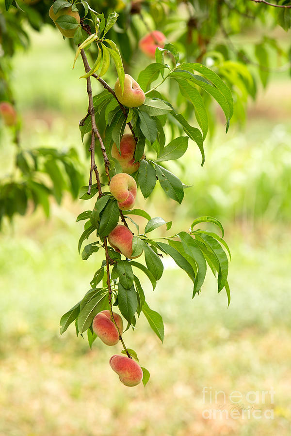 Peach Photograph - Donut Peaches #1 by Iris Richardson