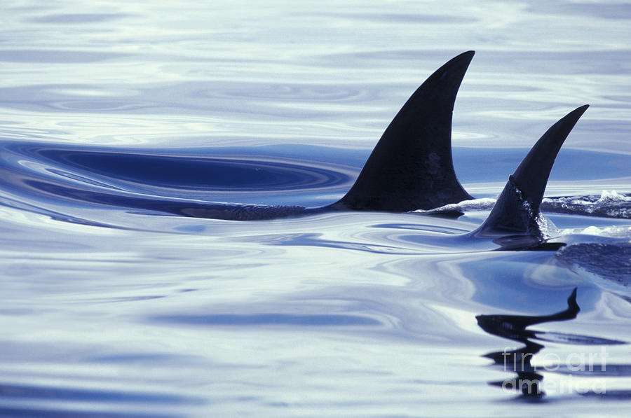 Dorsal Fins Of Killer Whales Orcinus #1 Photograph by Ron Sanford