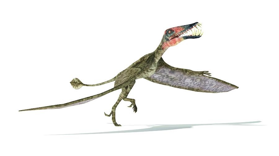 dorygnathus