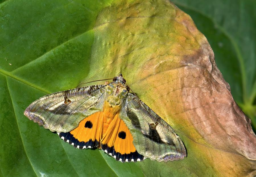 Dot-underwing Moth #1 Photograph by K Jayaram