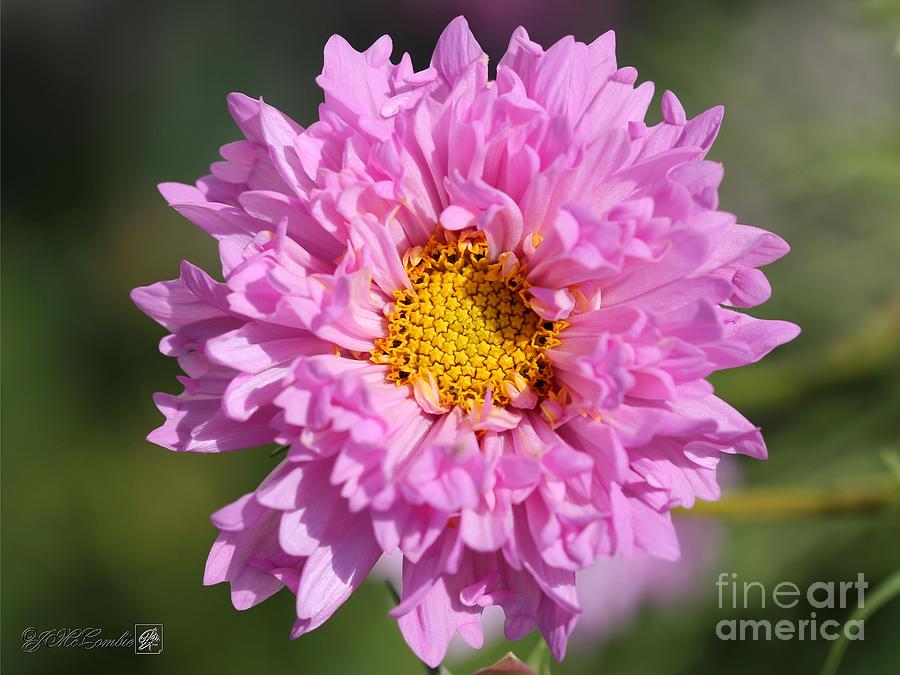Double Click Cosmos named Rose Bonbon #3 Photograph by J McCombie
