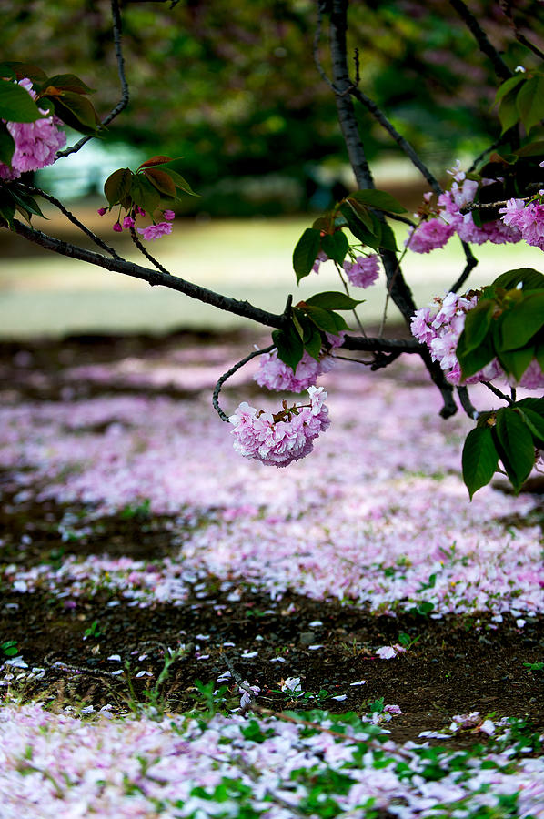 Double flowering cherry blossom Photograph by Hisao Mogi