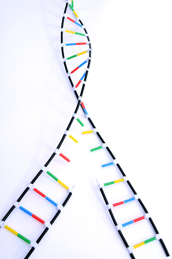 Double Helix Dna Model #1 Photograph by Science Source