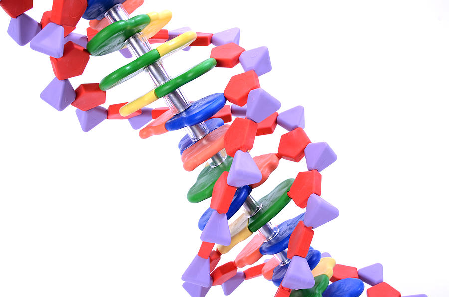 Double Helix Dna Molecular Model #1 Photograph by Science Source