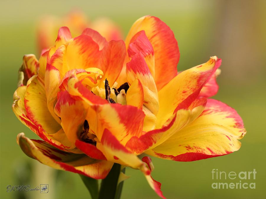 Double Late Tulip named Sundowner #1 Photograph by J McCombie