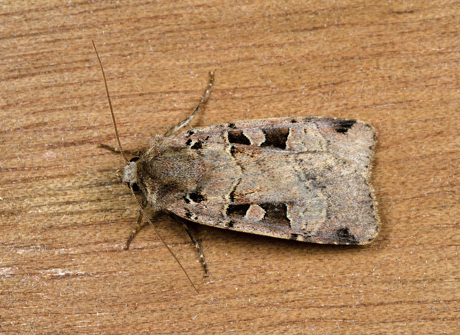 Double Square-spot Moth #1 Photograph by Nigel Downer