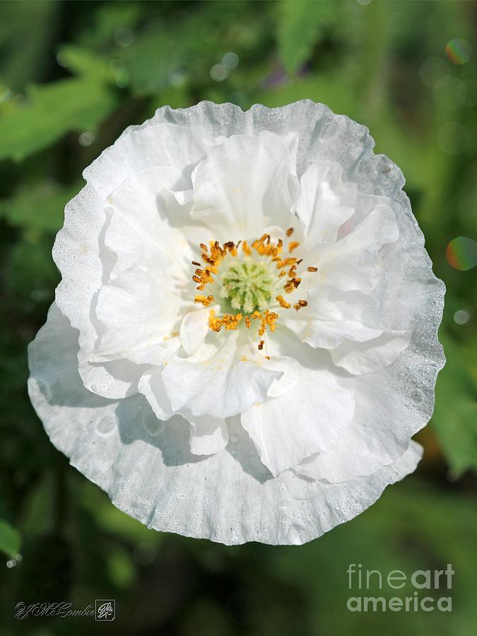 Double White Poppy from the Angels Choir Mix #4 Photograph by J McCombie