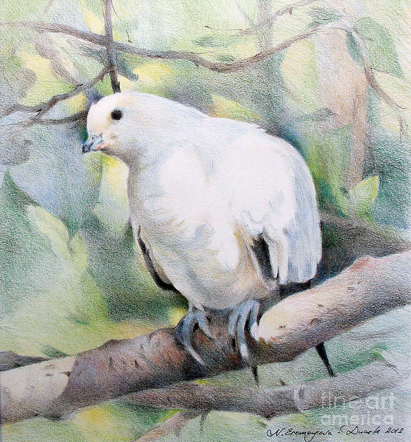 Dove Drawing by Natalia Eremeyeva Duarte - Fine Art America