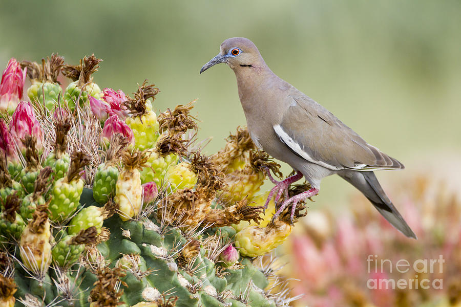 Dove Photograph - Dove on a cactus by Bryan Keil