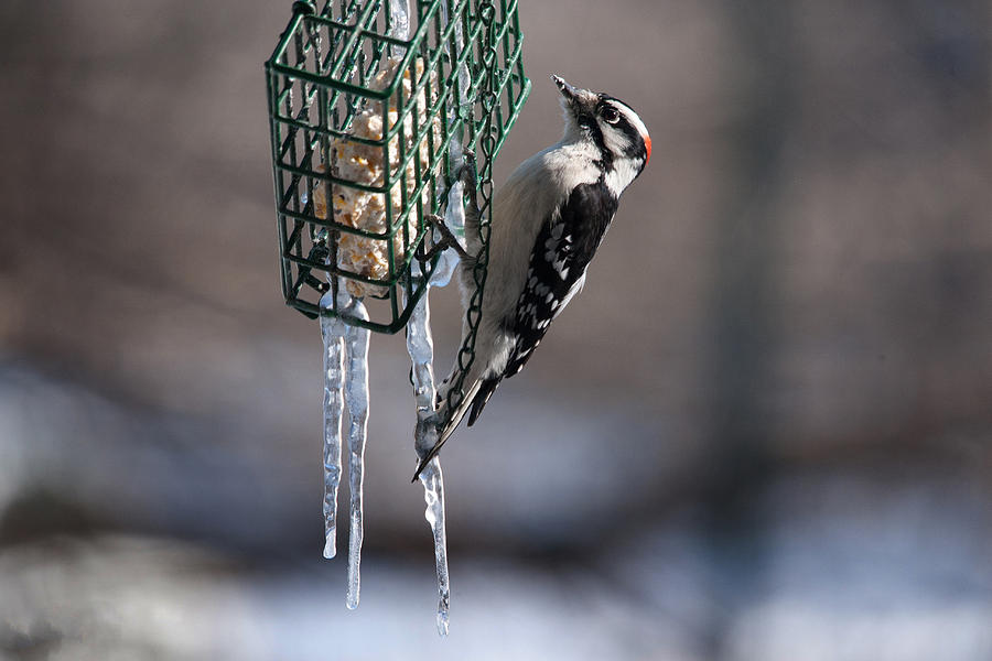 Downey Woodpecker On Feeder Photograph