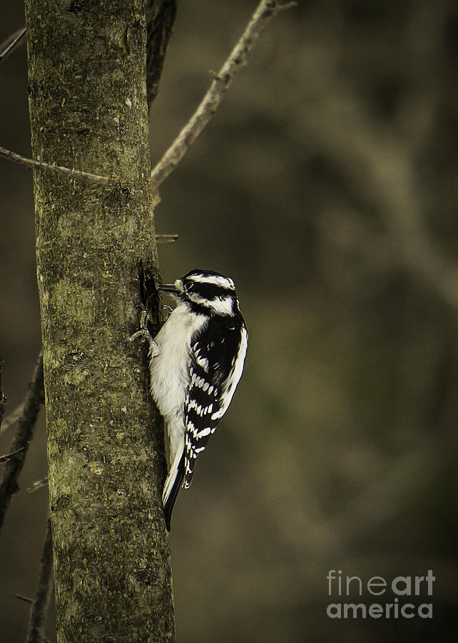 Downy Woodpecker Photograph by Brad Marzolf Photography
