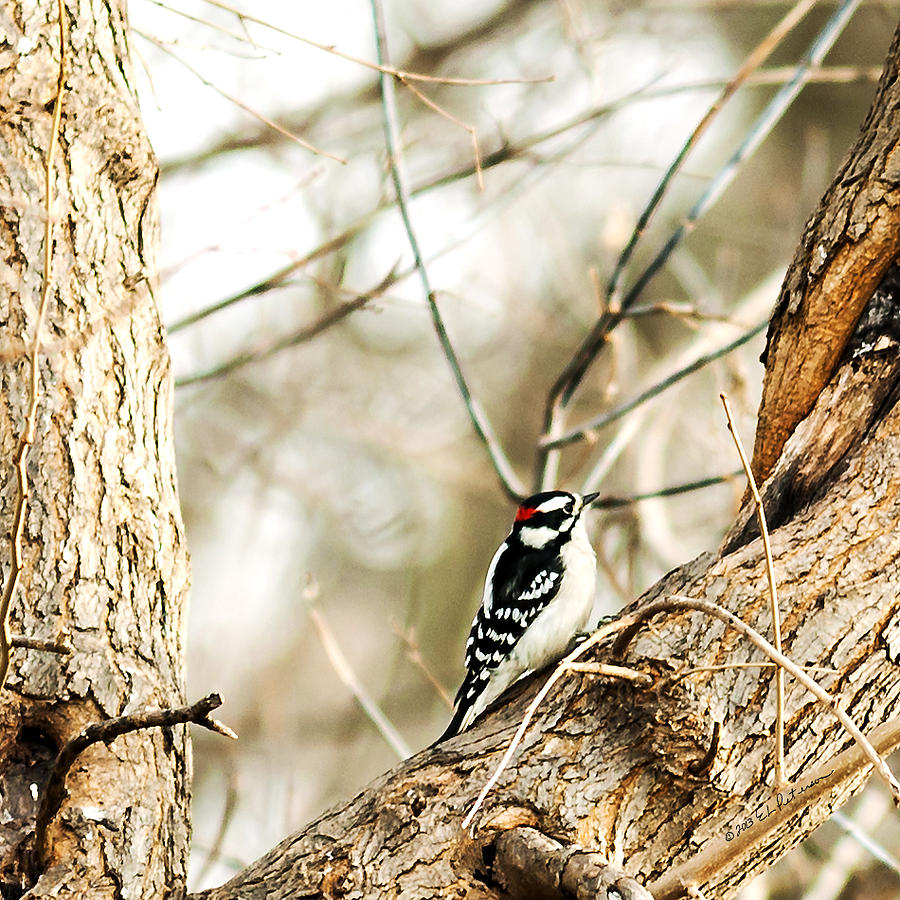 Downy Woodpecker #1 Photograph by Ed Peterson