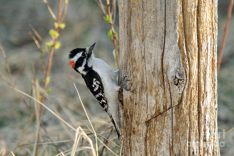 Woodpecker Photograph - Downy Woodpecker Hunting #1 by Linda Freshwaters Arndt