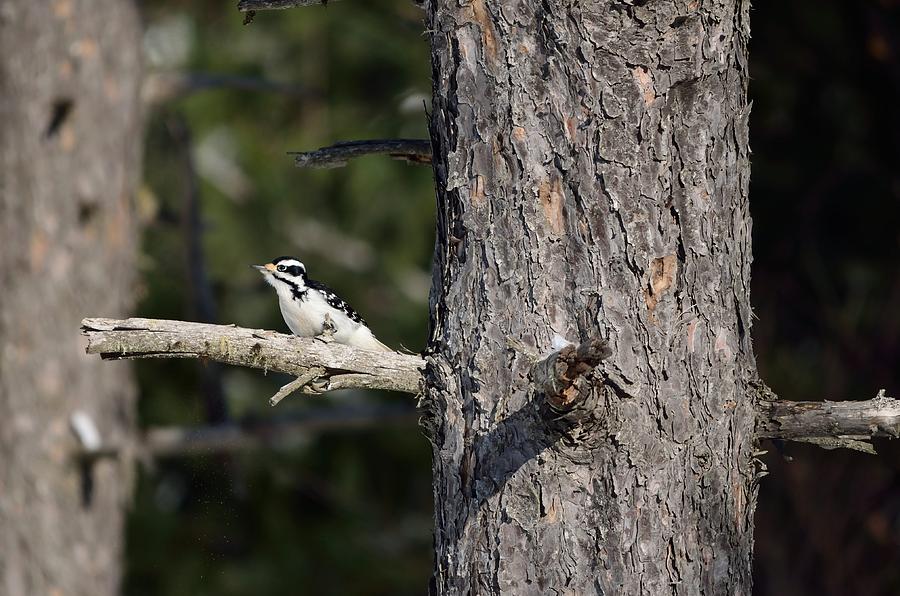 Downy Woodpecker #2 Photograph by James Petersen
