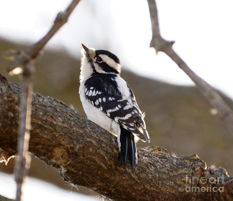 Tree Photograph - Downy Woodpecker #1 by Lori Tordsen