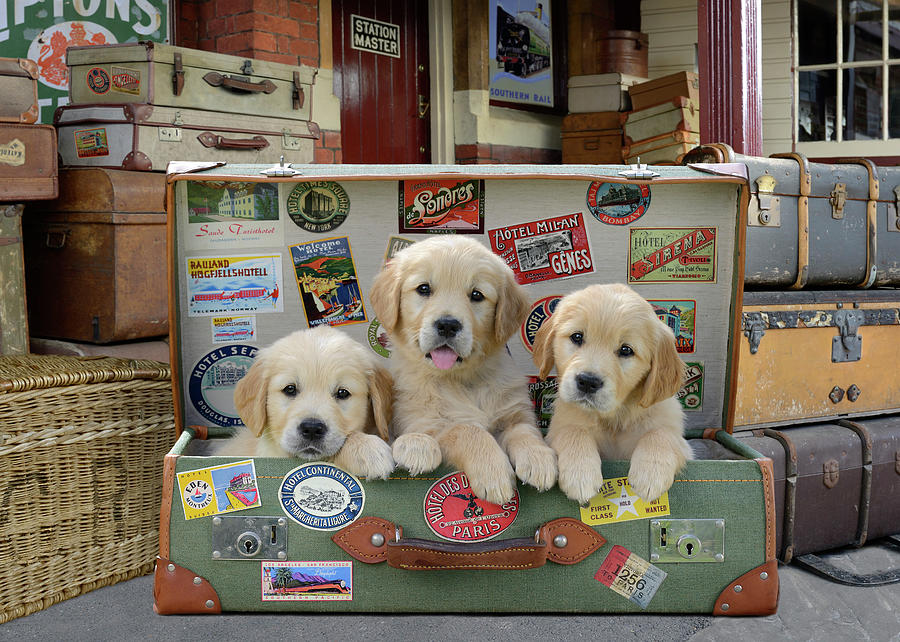 Puppy Suitcase Painting by MGL Meiklejohn Graphics Licensing