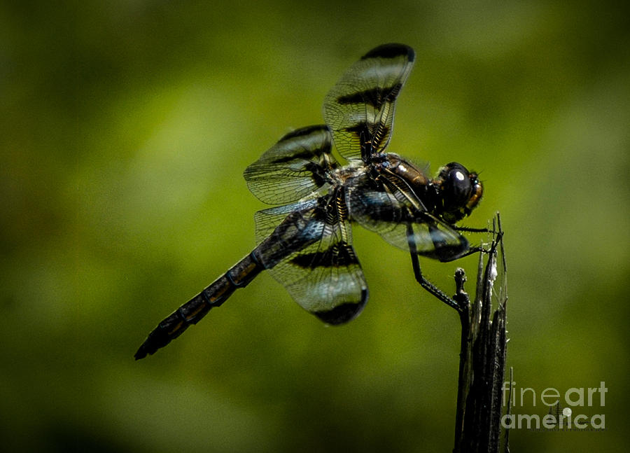 Dragon Fly #1 Photograph by Ronald Grogan