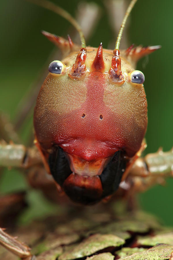 Nature Photograph - Dragon-headed Katydid #1 by Tomasz Litwin