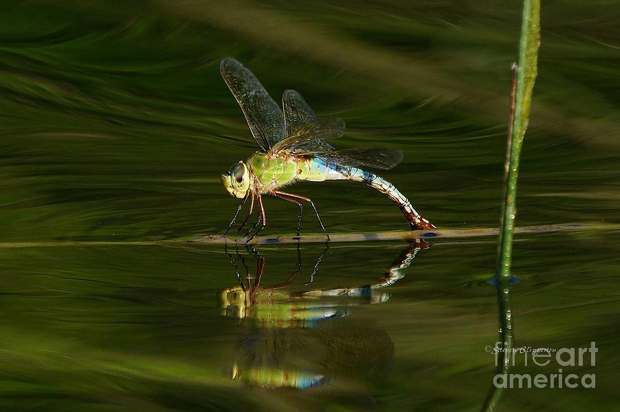 Dragon On The Water #1 Photograph by Steven Clipperton