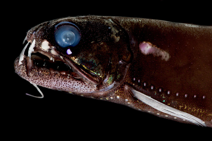 Dragonfish Astronesthes Oligoa #1 Photograph by Dant Fenolio