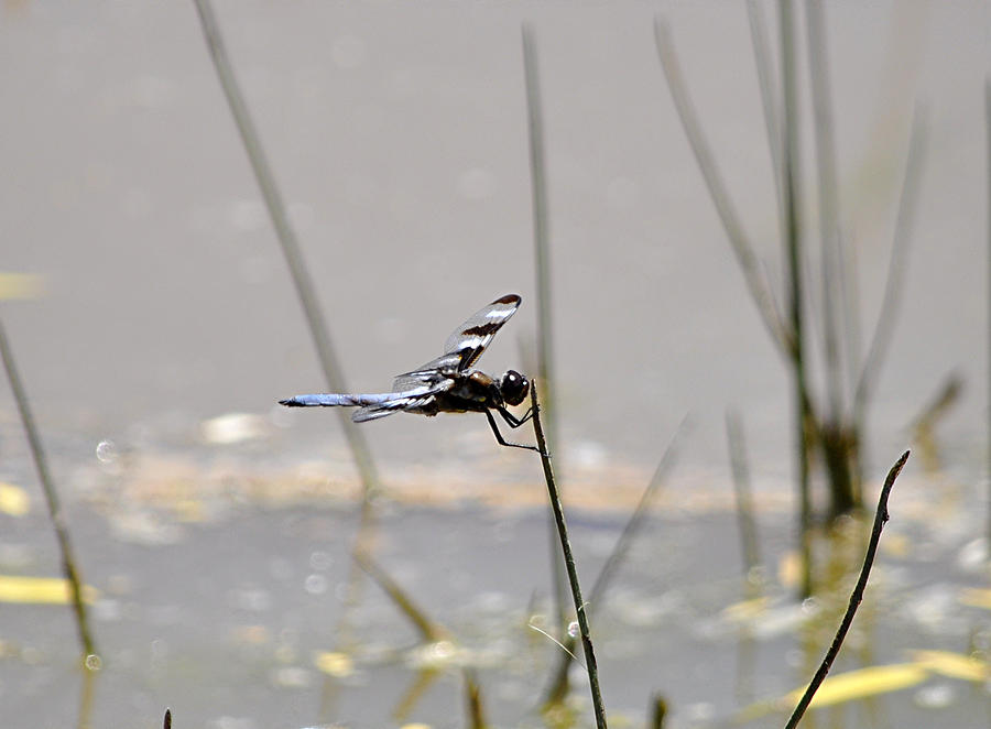 Nature Photograph - Dragonfly 2 #1 by James Stodola