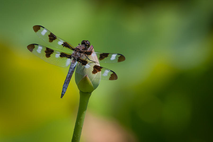 Dragonfly 2 #1 Photograph by Joye Ardyn Durham