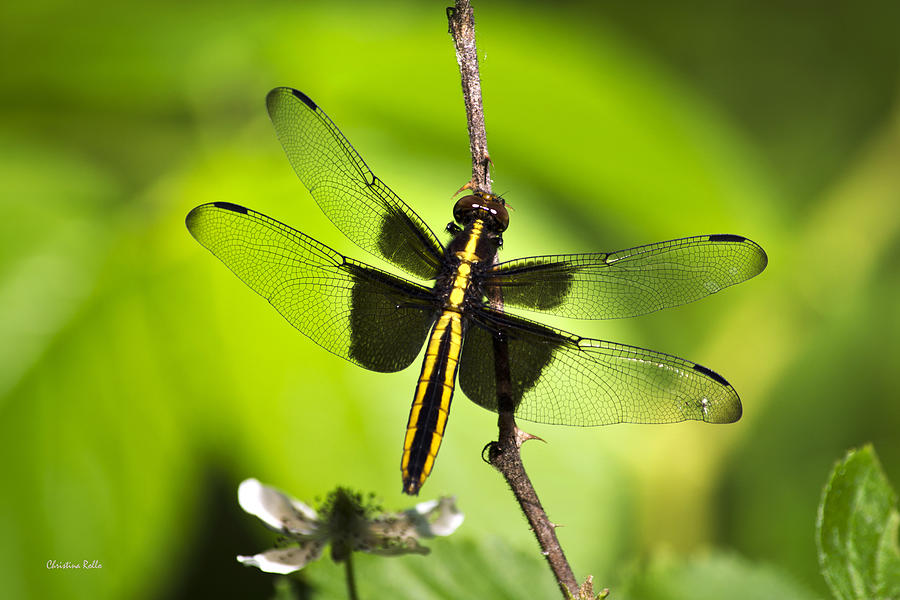 Dragonfly I Photograph by Christina Rollo