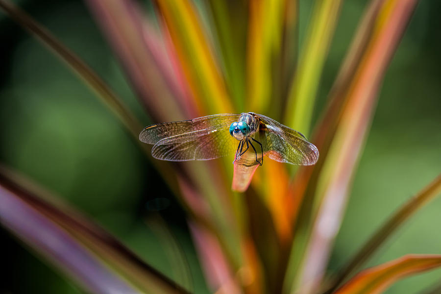 Dragonfly #1 Photograph by David Kay