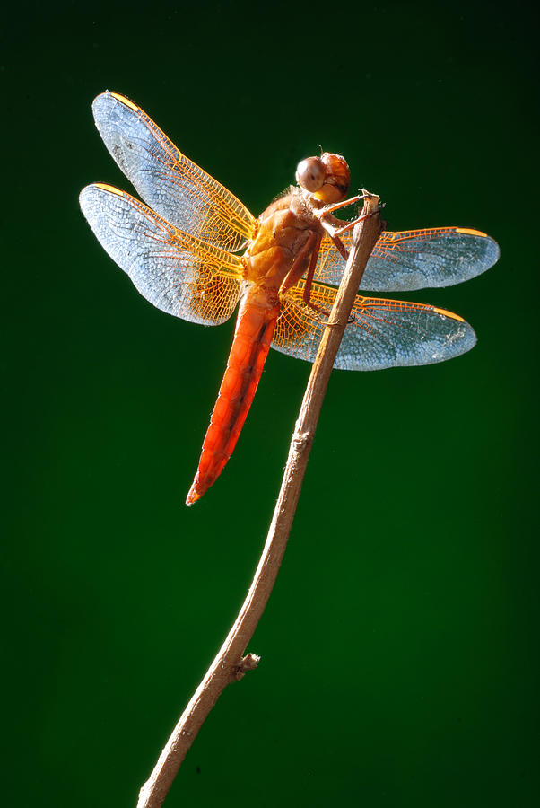 Dragonfly #1 Photograph by Dung Ma