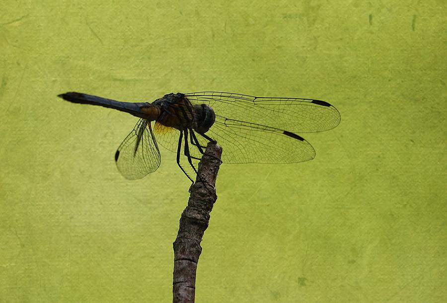 Dragonfly  #1 Photograph by Ester McGuire
