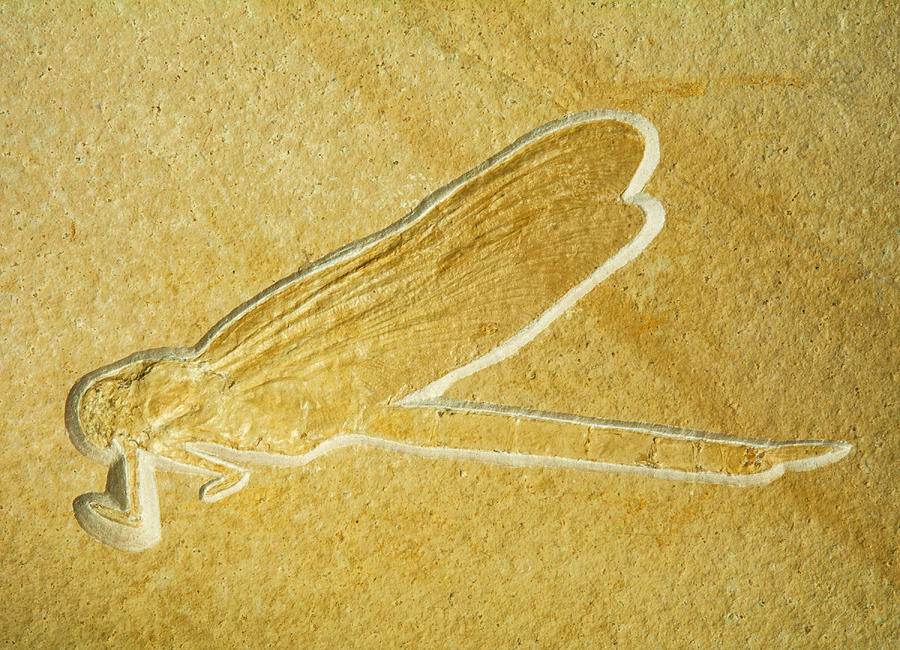 Dragonfly Fossil #1 Photograph by Millard H. Sharp