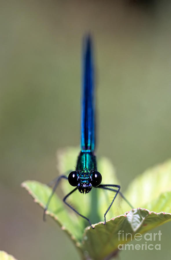 Insects Photograph - Dragonfly #1 by George Atsametakis