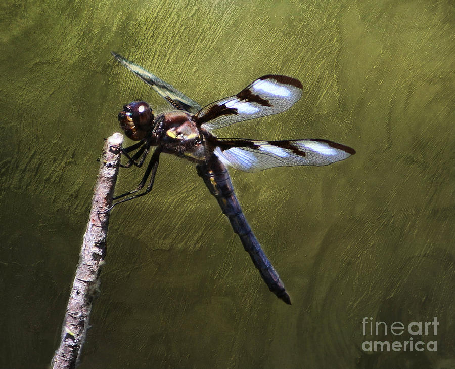 Insects Digital Art - Dragonfly #1 by Irina Hays