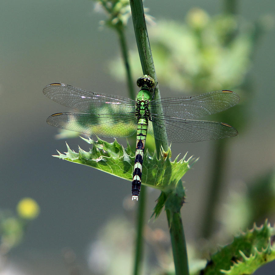 Dragonfly #1 Photograph by John Freidenberg