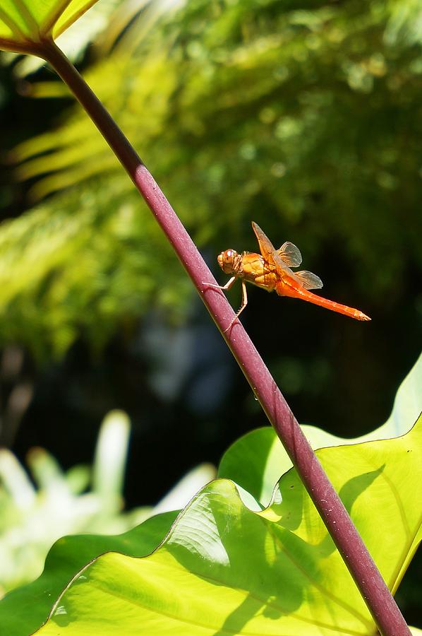 DragonFly #1 Photograph by Julia Ivanovna Willhite