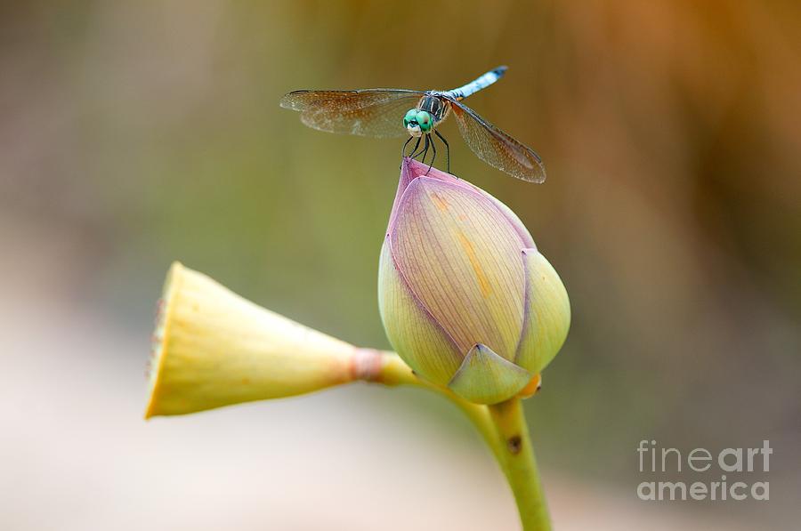 Dragonfly #1 Photograph by Miguel Celis