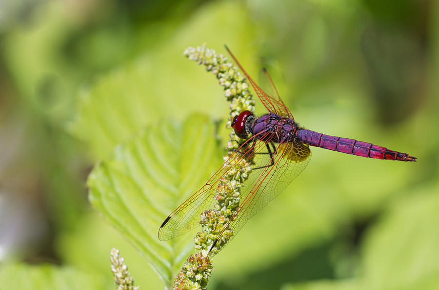 Dragonfly #1 Photograph by Paulo Goncalves
